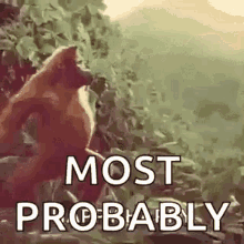 dance orangutan