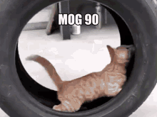 Mog90 Mog GIF - Mog90 Mog Cat Mog GIFs