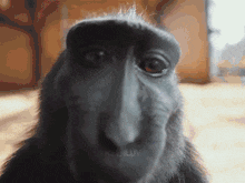 Theres Another Side You Don'T Know Monkey Sigma GIF - Theres Another Side You Don'T Know Monkey Sigma Monkey Rizz GIFs