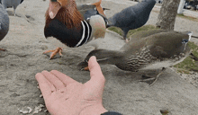 Pigeon Duck GIF - Pigeon Duck Bitch Slap GIFs