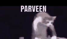 Parveen Cat GIF