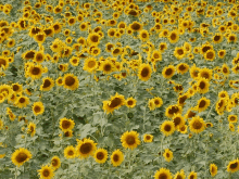 Sun Flowers GIF - Sun Flowers GIFs