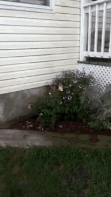 German Shorthaired Pointer Knows How To Get A Drink GIF - Dogs Funny Jumping GIFs