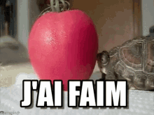 J'Ai Faim GIF