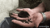 a person is holding a small black animal in their hands and the website gifrun.com is visible
