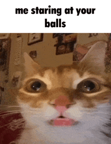 Cat Me Staring At Your Balls GIF
