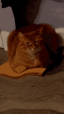 a cat laying on a blanket on a bed