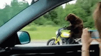 leaving-work-bear-driving.gif