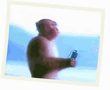 Monkey Zen GIF Monkey Zen Vacation Discover Share GIFs