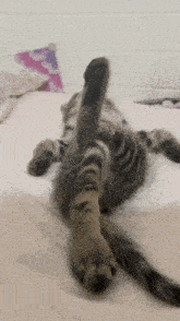a cat is laying on its back with its tail extended