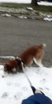 Husky Play Puppy Playing In The Snow GIF - Husky Play Puppy Playing In The Snow Husky Smiling GIFs