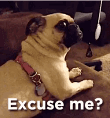 Excuse Me? GIF - Excuse Me Pug What Did You Say GIFs