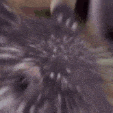 a close up of a rabbit 's face with a blurry background and a person 's face in the background .
