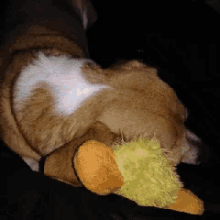 a brown and white dog laying down with a stuffed animal