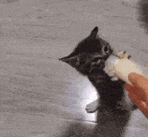 a kitten is playing with a toy on the floor .