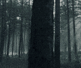 the sun is shining through the trees in the dark forest