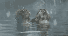 water monkeys