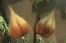 a close up of two flowers that look like breasts