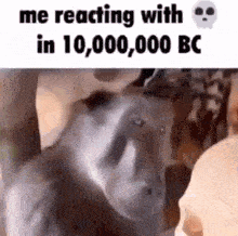 a monkey is standing in front of a skull with the words `` me reacting with in 10000000 bc '' written on it .