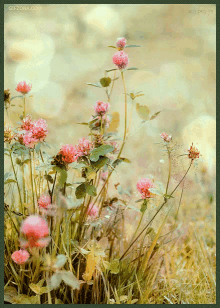 Flower Nature GIF - Flower Nature Field GIFs