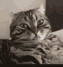 Wtf Funny Animals GIF - Wtf Funny Animals What Was That GIFs