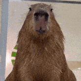 a close up of a capybara 's face with a green leaf in the background