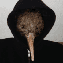 Kiwi Bird GIF - Kiwi Bird Kiwi Bird GIFs