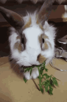 Bunny Cappuccino Bunny GIF - Bunny Cappuccino Bunny Eat GIFs