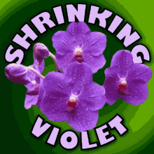 Shrinking Violet Shy Person GIF - Shrinking Violet Shy Person Bashful GIFs