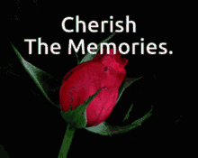 Cherish The Memories GIF - Cherish The Memories GIFs
