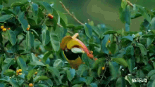 toucan david attenborough a life on our planet eating fruit bird