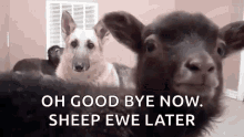 sheep lambs shock funny oh good bye now
