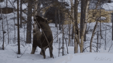 Moose Viralhog GIF - Moose Viralhog Break GIFs