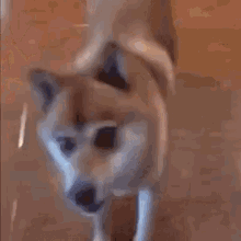 a brown and white dog is standing on a wooden floor looking at the camera .