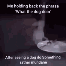 What The Dog Doing Funny GIF - What The Dog Doing Funny Meme GIFs