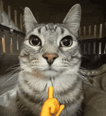 Cat Mewing Mew Cat GIF