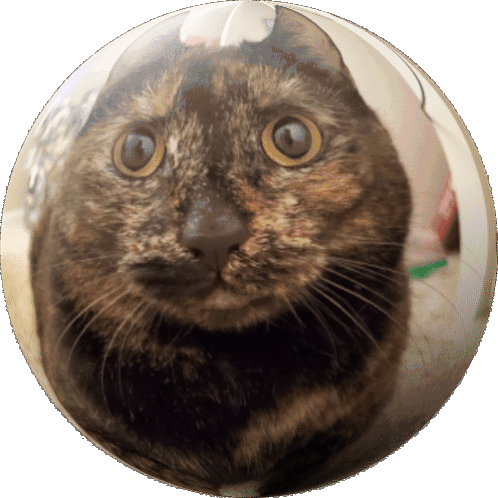 Cat Sticker - Cat Stickers
