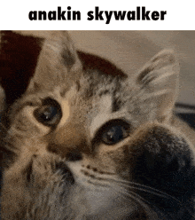 a close up of a kitten with the words anakin skywalker above it