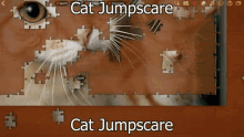 Cat Love Jumpscare GIF - Cat Love Jumpscare Cat Jumpscare GIFs