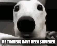 Timbersshivered Yikers GIF - Timbersshivered Yikers GIFs