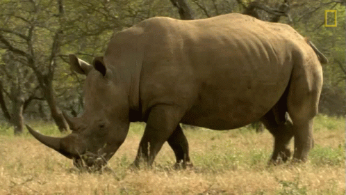 Searching The Bullying Bull Rhino GIF - Searching The Bullying Bull Rhino World Rhino Day GIFs
