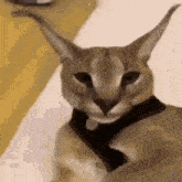 Floppa Angry Cat GIF - Floppa Angry Cat GIFs