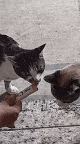 two cats are eating from a person 's hand and one of the cats is eating a bar of nana chic