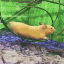 Hamsters Are Funny Right GIF - Hamsters Are Funny Right GIFs