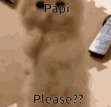 Please Papi GIF - Please Papi Cute Cat GIFs