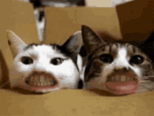Cats Filter GIF