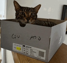 Trafels Cat In A Box GIF - Trafels Cat In A Box Trafels In A Box GIFs
