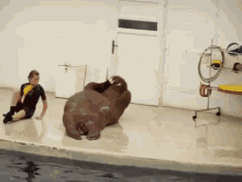 walrus fitness workout zoo training