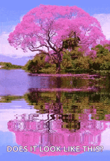 Natureza Pond GIF