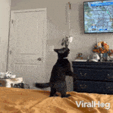 An Energetic Black Cat Viralhog GIF - An Energetic Black Cat Cat Viralhog GIFs